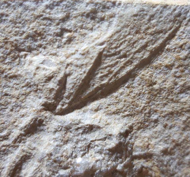 Scarabaeides deperditus GERMAR 1839 - Bild &copy; FossNet FossilienStore